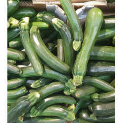 Calabací­n ecológico | Eiras de Ares
